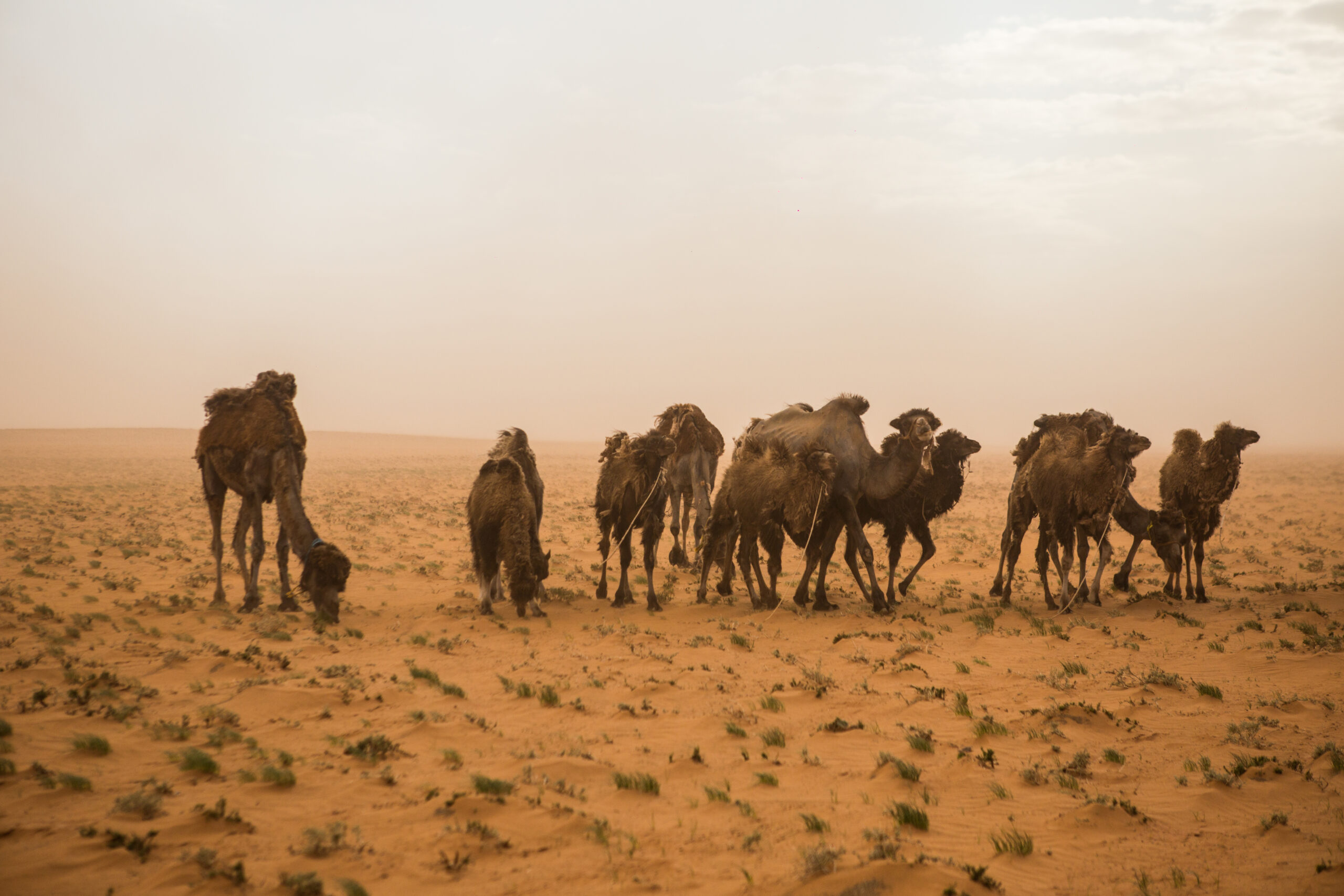 camels Mongolia scaled