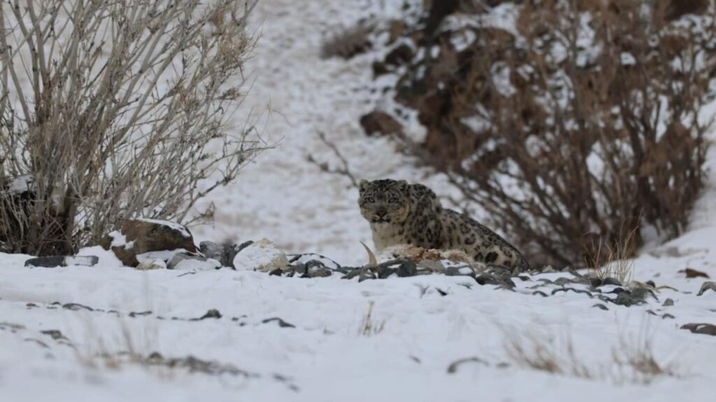 Discover Altai Snow Leopard