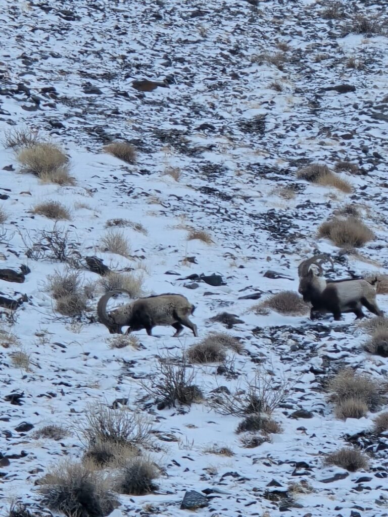 Ibex