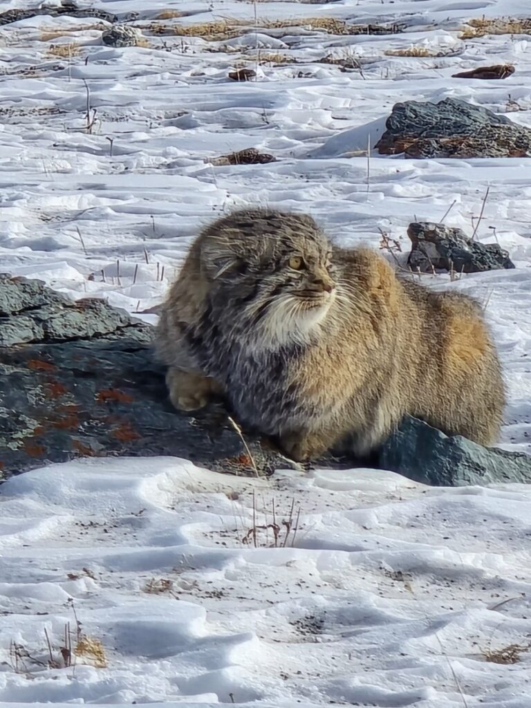 Pallass Cat