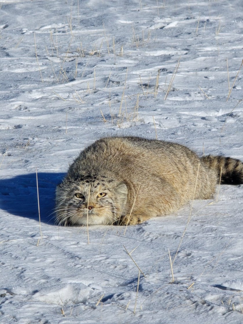 Pallass Cat or Manuul