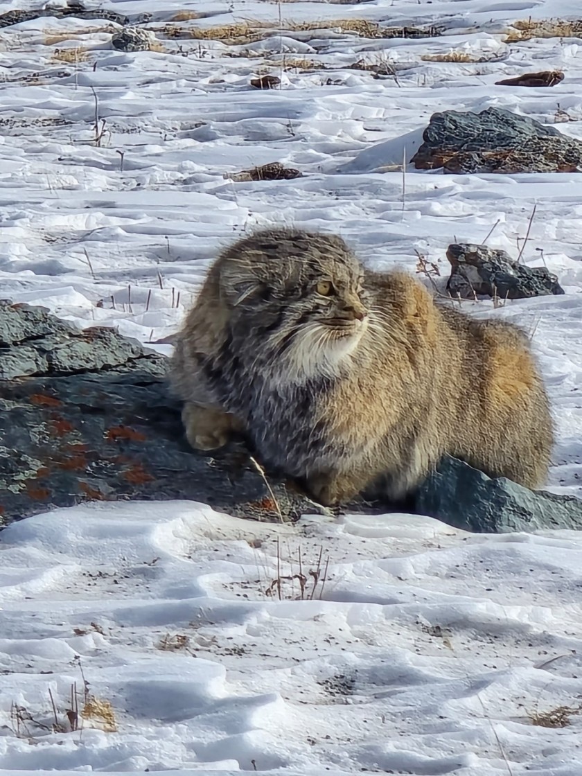 Pallass Cat