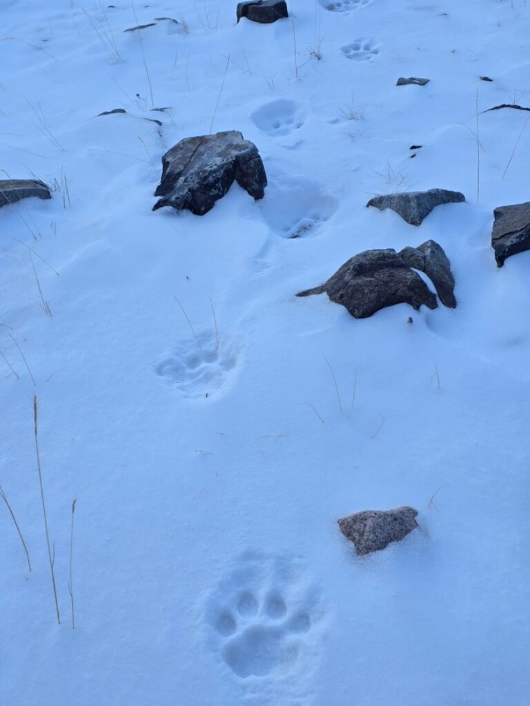 Snow Leopard Footprint