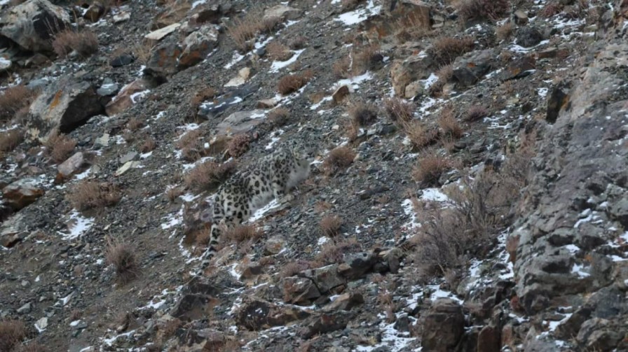 Snow Leopart Tour