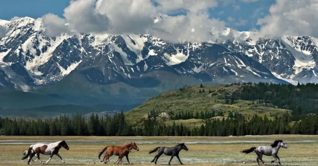 Altai Mountains Beauty – What to Expect
