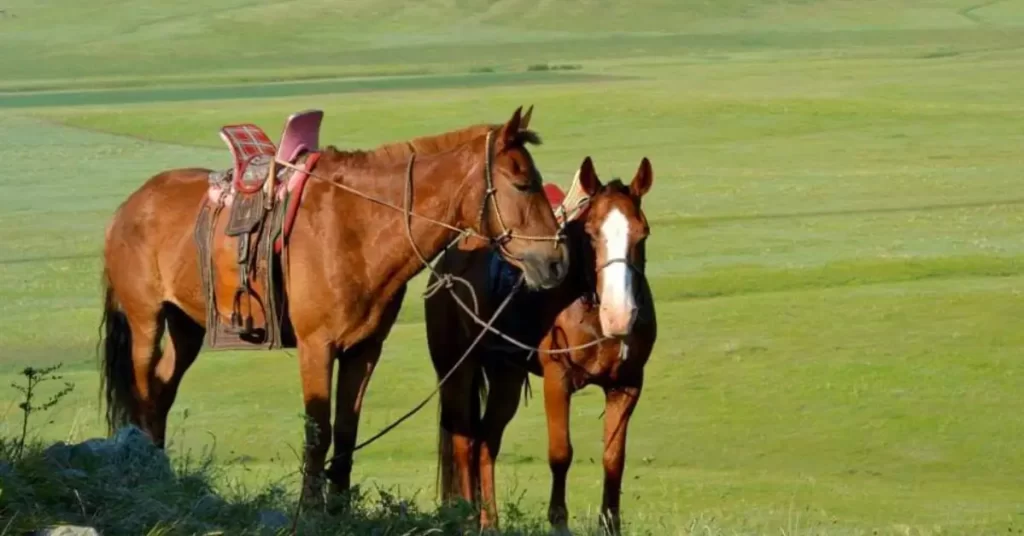 Essential Gear for Horse Trekking in Mongolia – What to Pack