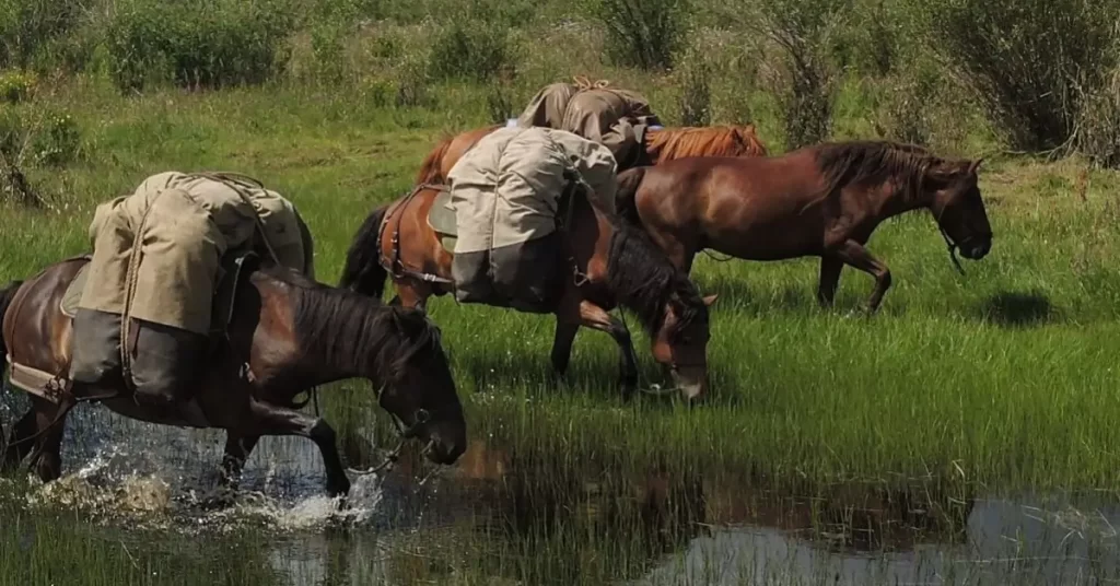 Mongolian Horses