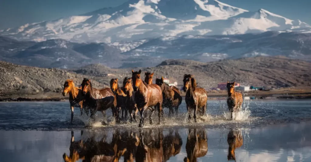Nomadic life in Altai tavan bogd horse trekking