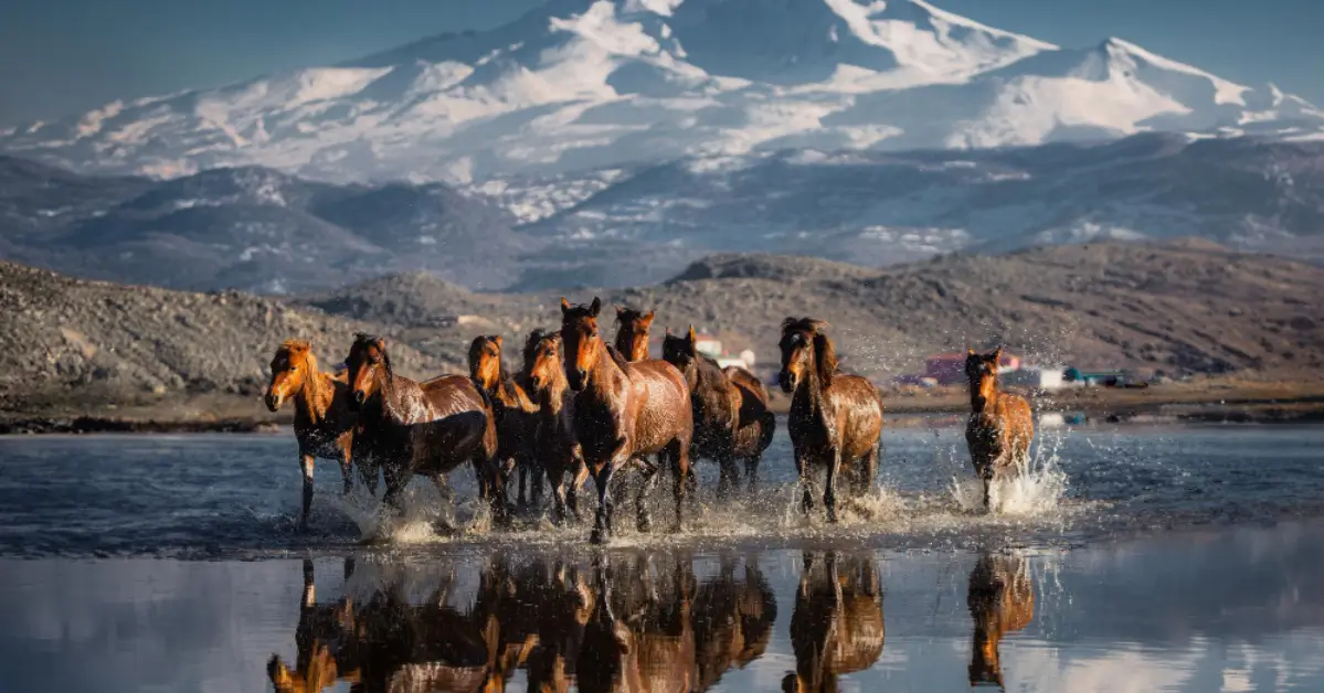 Nomadic Kazakh ger camp at the edge of an alpine valley inside Altai Tavan Bogd National Park.