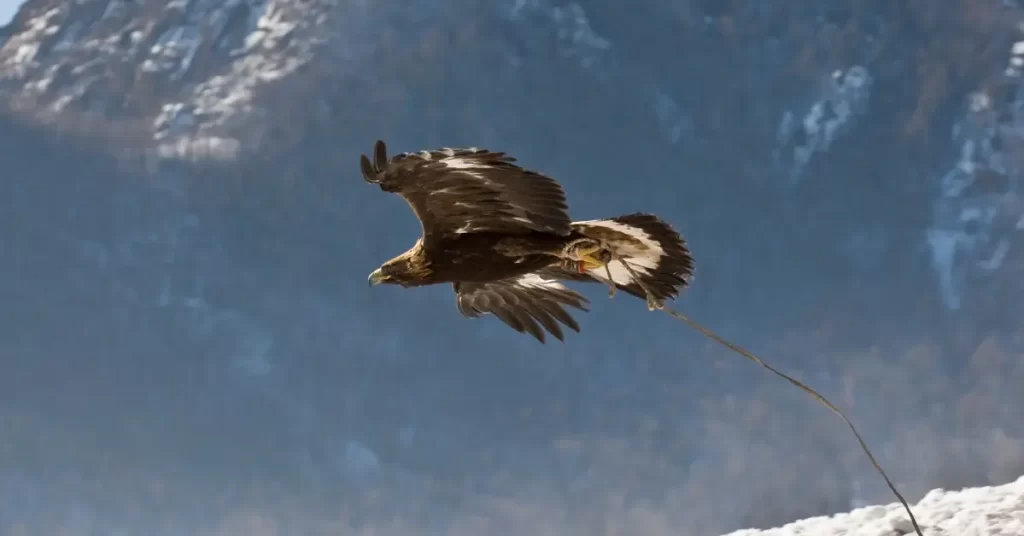 The Ancient Art of Eagle Hunting in Western Mongolia