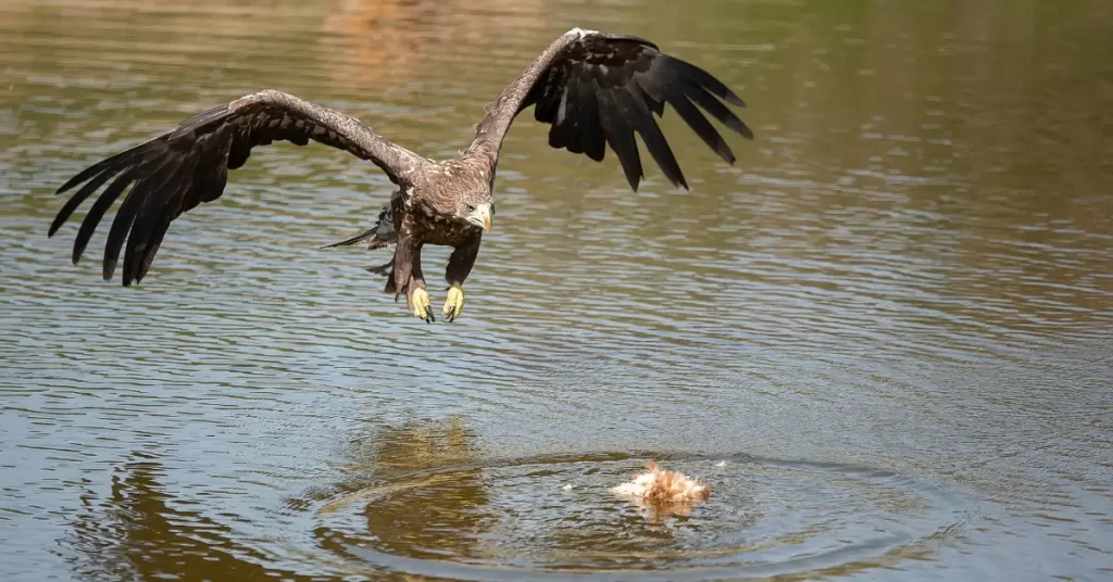 The Role of the Golden Eagle