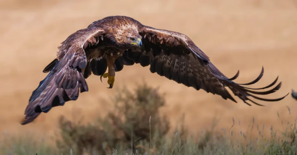 The Roots of Eagle Hunting Culture