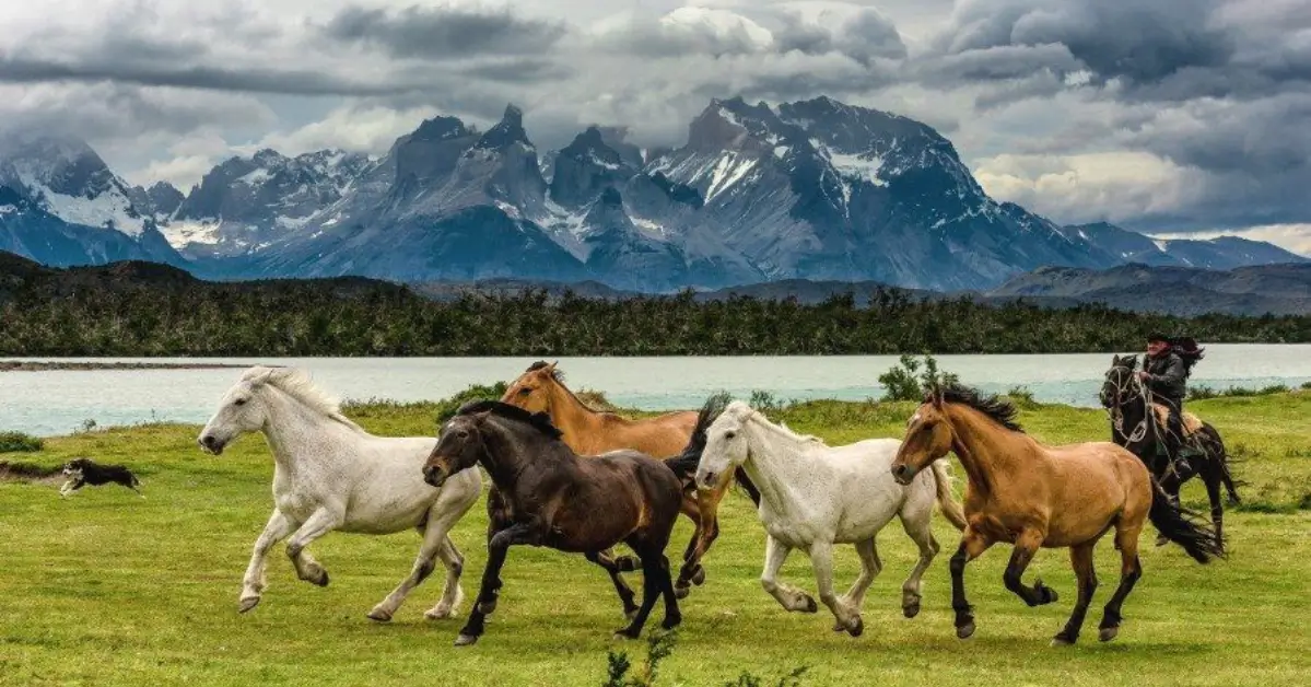 Trekking horses turned out at midday camp to graze fresh pasture during a multi-day Altai trek.