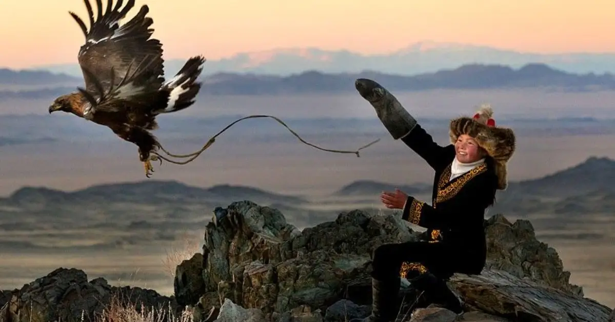 Trained golden eagle returning to a Kazakh hunter's gloved fist in the Altai Mountains.