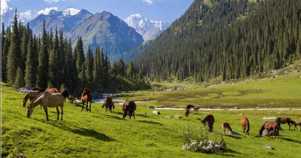 Why Mongolian Horses Are So Unique