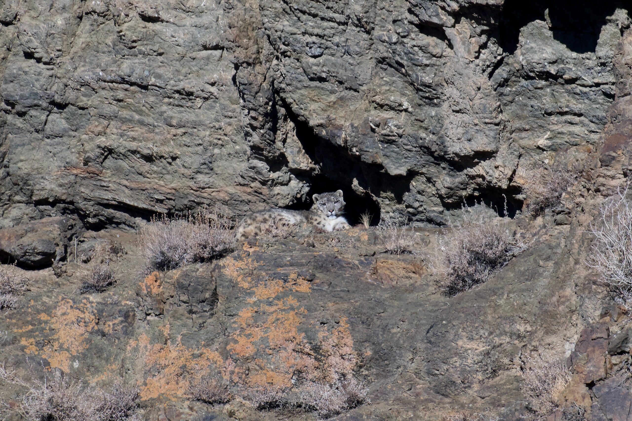 Mongolia snow leopard tour scaled