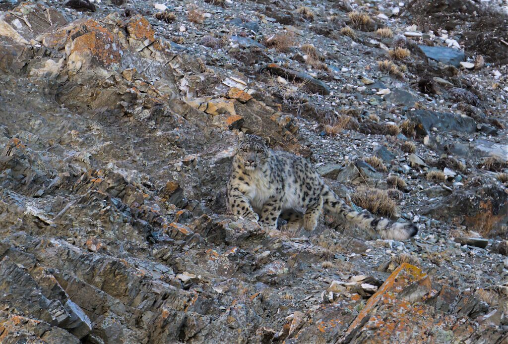 Snow leopard expedition Mongolia