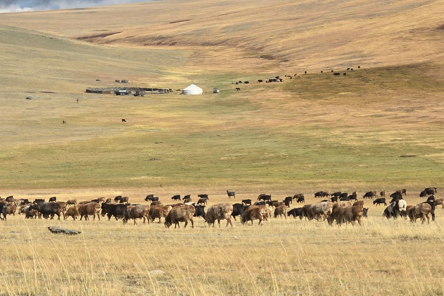 Mongolia group tours