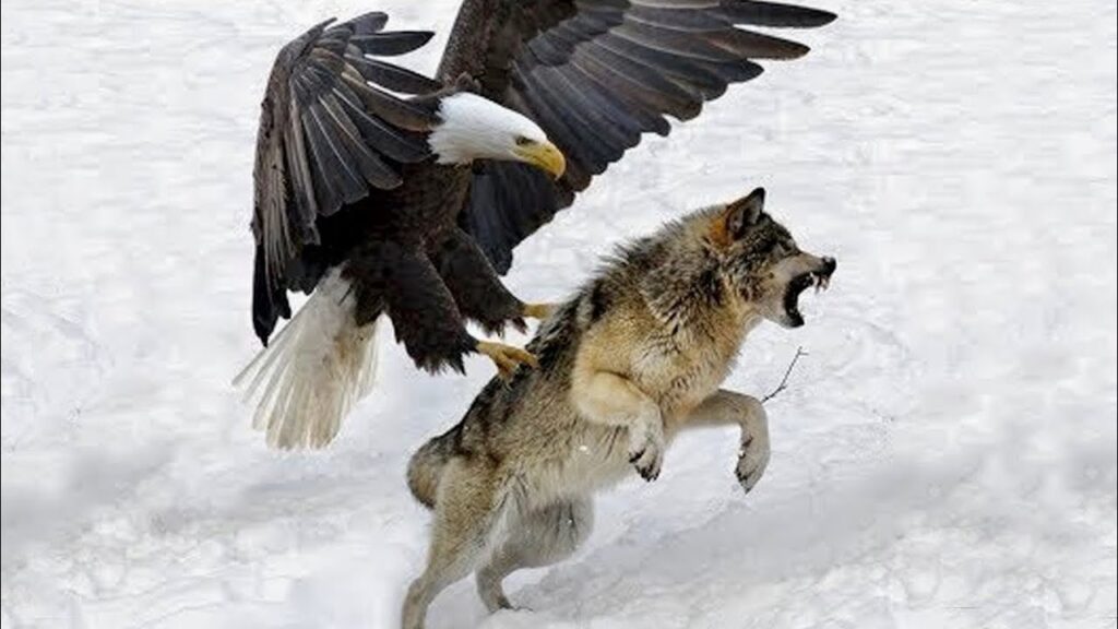 eagle hunting its prey
