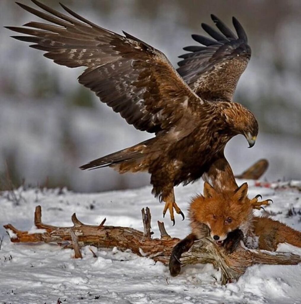 golden eagle hunting prey